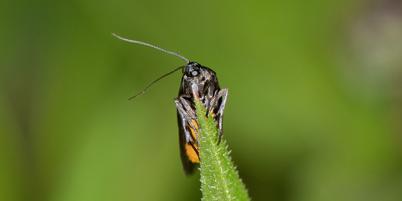 Scythrididae? S, cfr Scythris sinensis